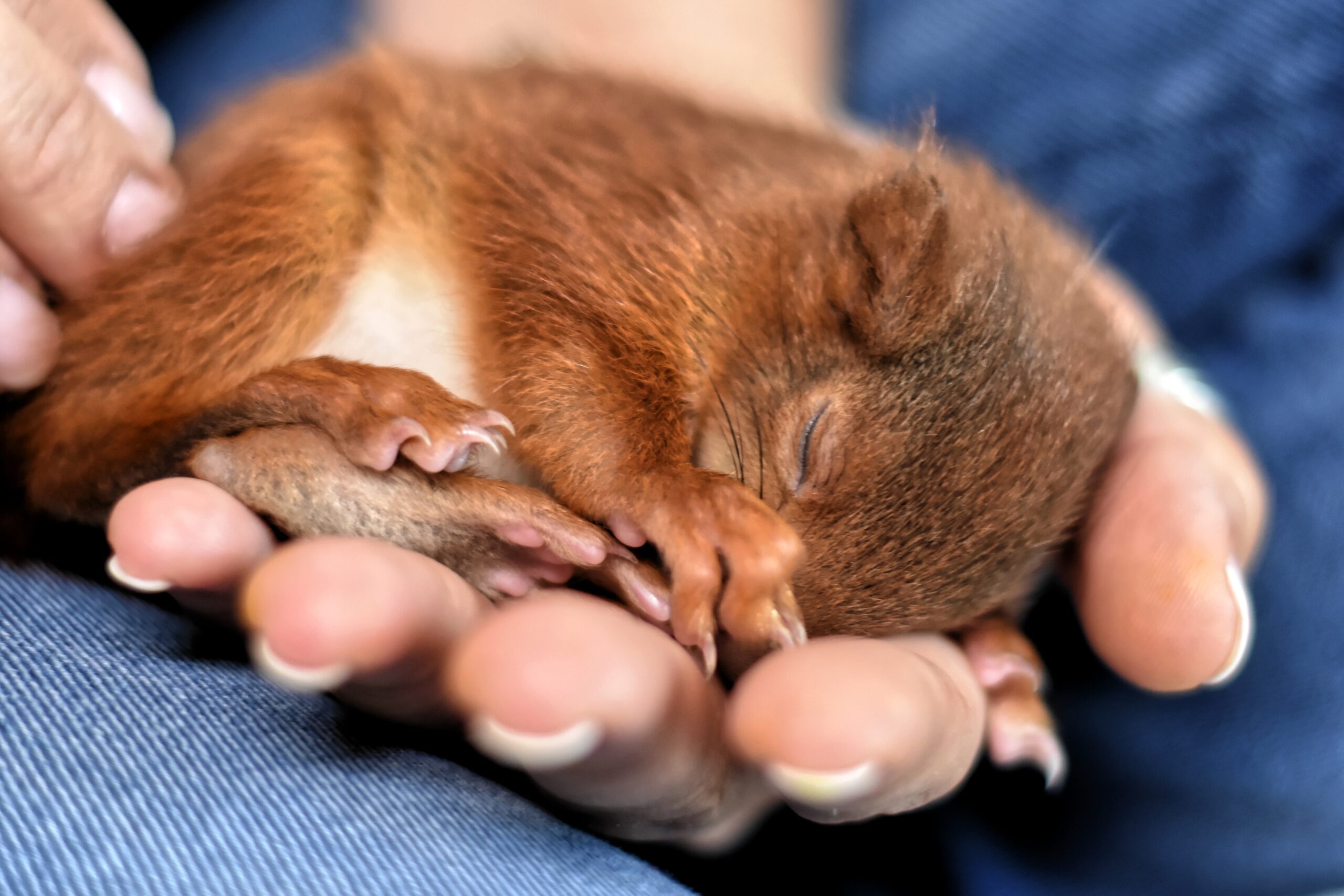 What Is a Baby Squirrel Called?