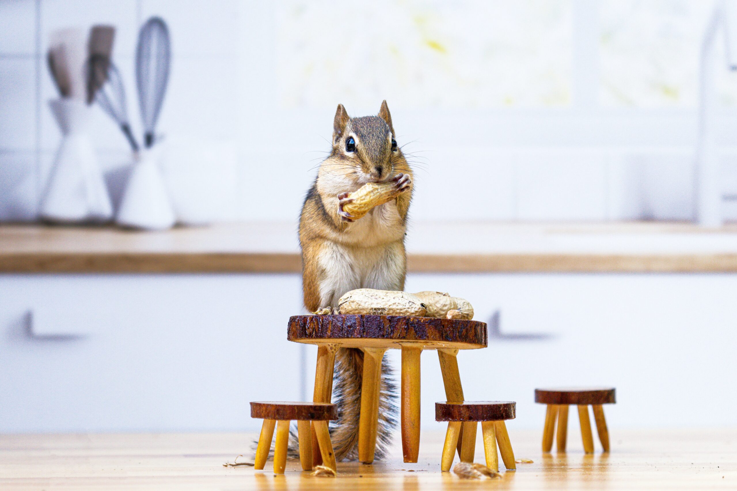 The Best Foods to Give Squirrels