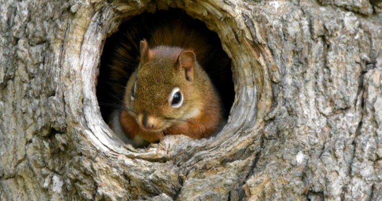 All About Squirrel Nests