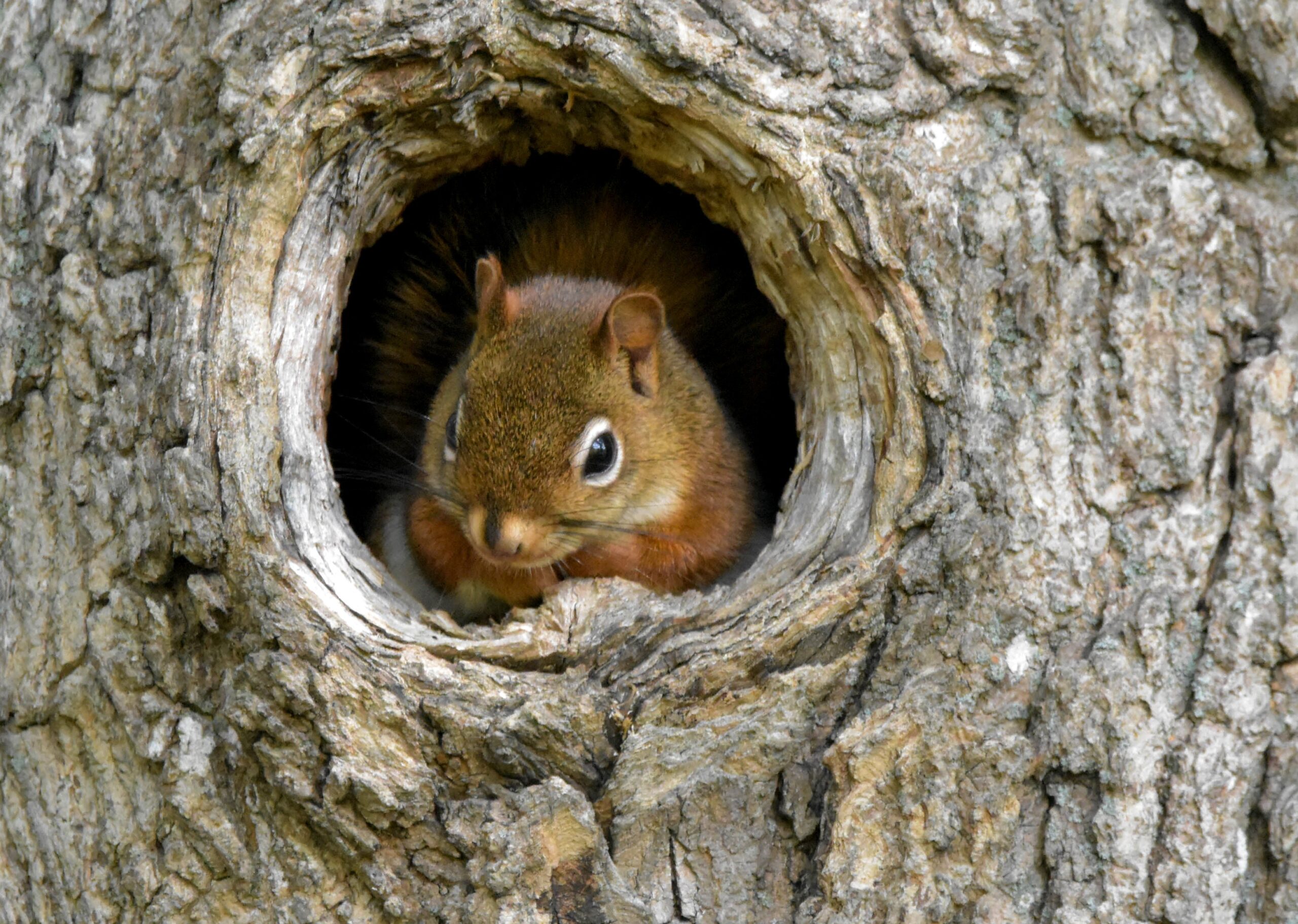 Squirrel Nests